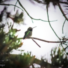 Hummingbird Morrison, CO