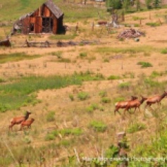 Elk Telluride, CO